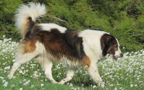 tornjak dog personality.